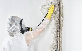 Mold Remediation for Rental Properties in Myrtle Grove, FL